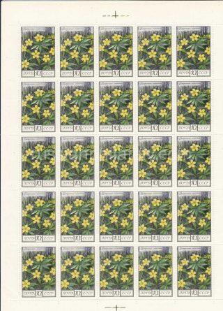 1975 Sc 4480. Anemone ranunculoides. Scott 4396