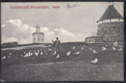 1914 Solovetsky Monastery. Gulls