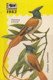 1982 Pocket calendar. Paradise flycatcher 1982 Pocket calendar. Paradise flycatcher