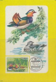 1987 Pocket calendar. Fauna of Sikhote-Alin Nature Reserve 1987 Pocket calendar. Fauna of Sikhote-Alin Nature Reserve